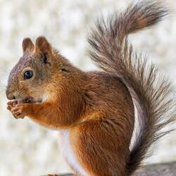 Teeny, tiny ground squirrel image from internet