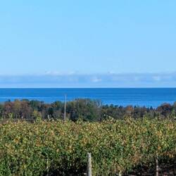 Lake Erie and grapevines