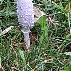 Pilzsaison *siehe auch nächstes Bild)