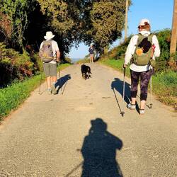 On the road again with our beagle