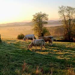 Early morning