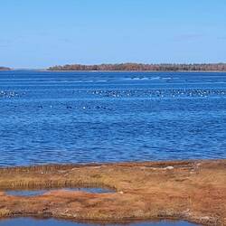 Austern (Oysters)-Quahogs (eine Schneckenart bzw. eine Art große Muschel)-Klobmuscheln (Clams) Zucht