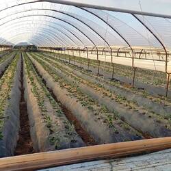 Beaucoup de cultures de fraises par ici