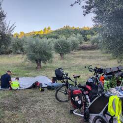 Campement sous les oliviers