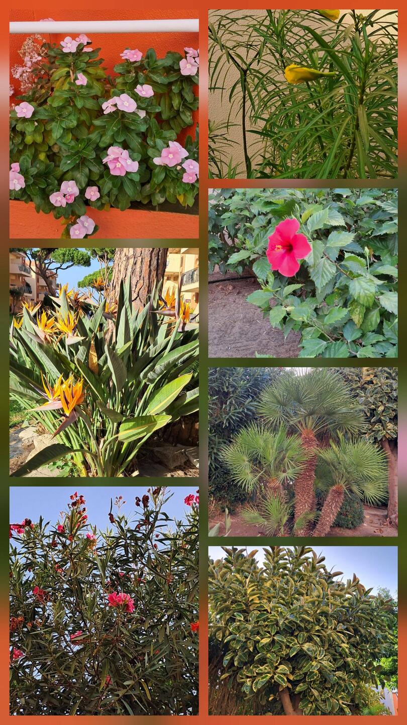 Blumen in der Hotelanlage