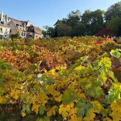 Only vineyard left in Paris. Any wine they make they auction for charity