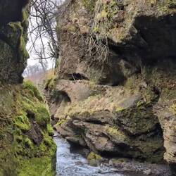 Famous old trees... 🤭