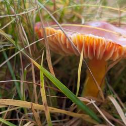 Didn't know they have mushrooms at all in Iceland.