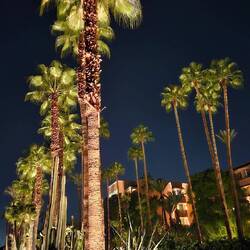 Die vermutlich höchsten & ältesten Palmen von ganz Marrakesch