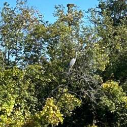 A lone heron on high...