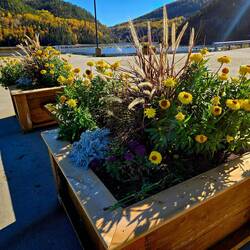 There are still lots of flowers blooming