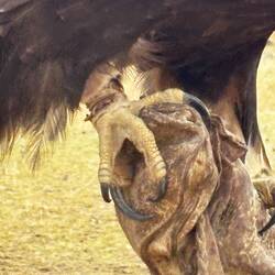 They hunt with their claws, not their beaks