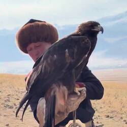 They live till about 60 years