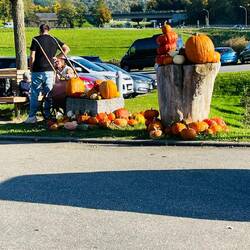 Calabazas encantadoras y dulces, cultivadas bajo el sol otoñal.