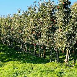 variedad de manzanas dulces, jugosas y aromáticas.