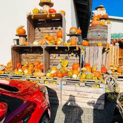 Calabazas para sopas, guisos