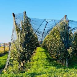 Productos auténticos que reflejan la pasión de una familia agrícola.