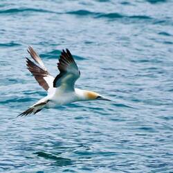 Australtölpel, Spannweite bis 2 m!