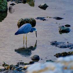 Dinner after sunset, eh hat einen 🐟 im Schnabel