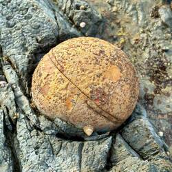 Schwarzer Felsstrand mit vielen runden gelborangen Felsbällen...