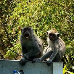 Unsere Gäste am Pool 🐒🐵