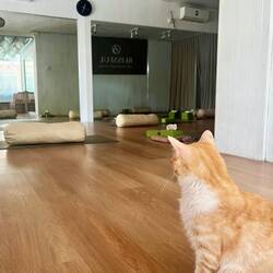 Yoga mit Büsi's 🐱🧘‍♀️