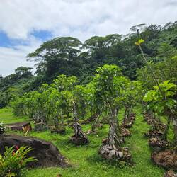 Plantation de vanille