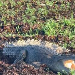 Die sehen so friedlich aus 🐊