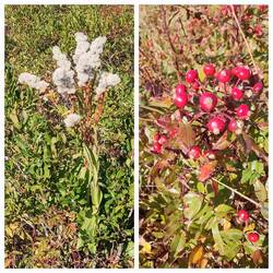 Blumen & Sträucher in den Dünen