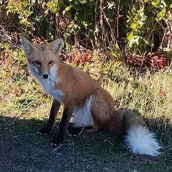 Meister (Isegrim) Reinecke