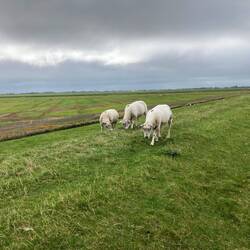 Schaapjes op de dijk