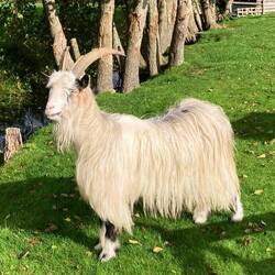 Hoogtepunt van Damwâld