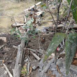 Krebse soweit das Auge reicht.