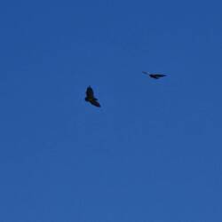 Condore aus der Ferne