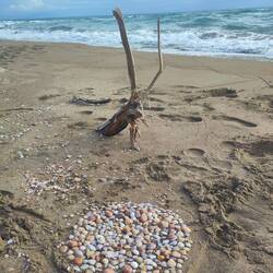 Landart du jour