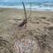 Landart du jour