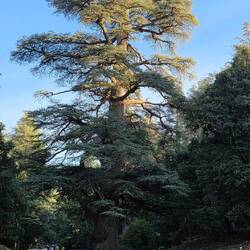 The cedre Giraud
