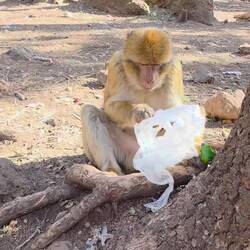 This guy watched us a long while, in a moment of distraction he grabbed Elfi's fruit bag.