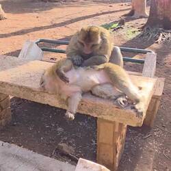 This de-fleaing lasted about one hour. That is friendship❤️