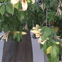 Palo borracho en flor