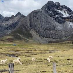 Finally we find an area where Alpacas are raised and can be seen in large groups.