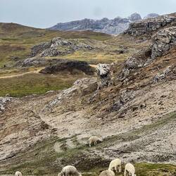 No shortage of Alpaca