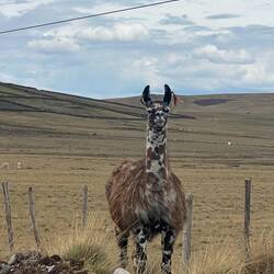 This spotted llama has braided colourful ear tags. We often see them on sheep and alpacca too.