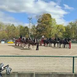 Heavy Horse show. Die Pferde waren echt gigantisch