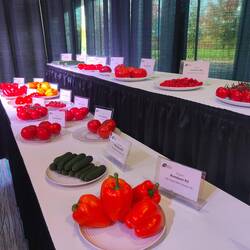 Das Gemüse sah so perfekt aus als wäre es aus Plastik ( hab das Foto nicht farblich angepasst)