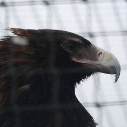 One of the wedgetail at Cocklebiddy