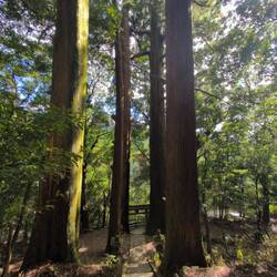 Riesige alte Bäume rechts und links