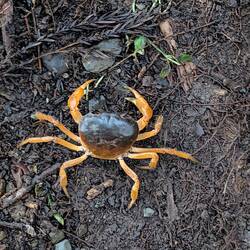 Was macht die denn hier?