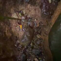 Regenwald vom Maderas Vulkan