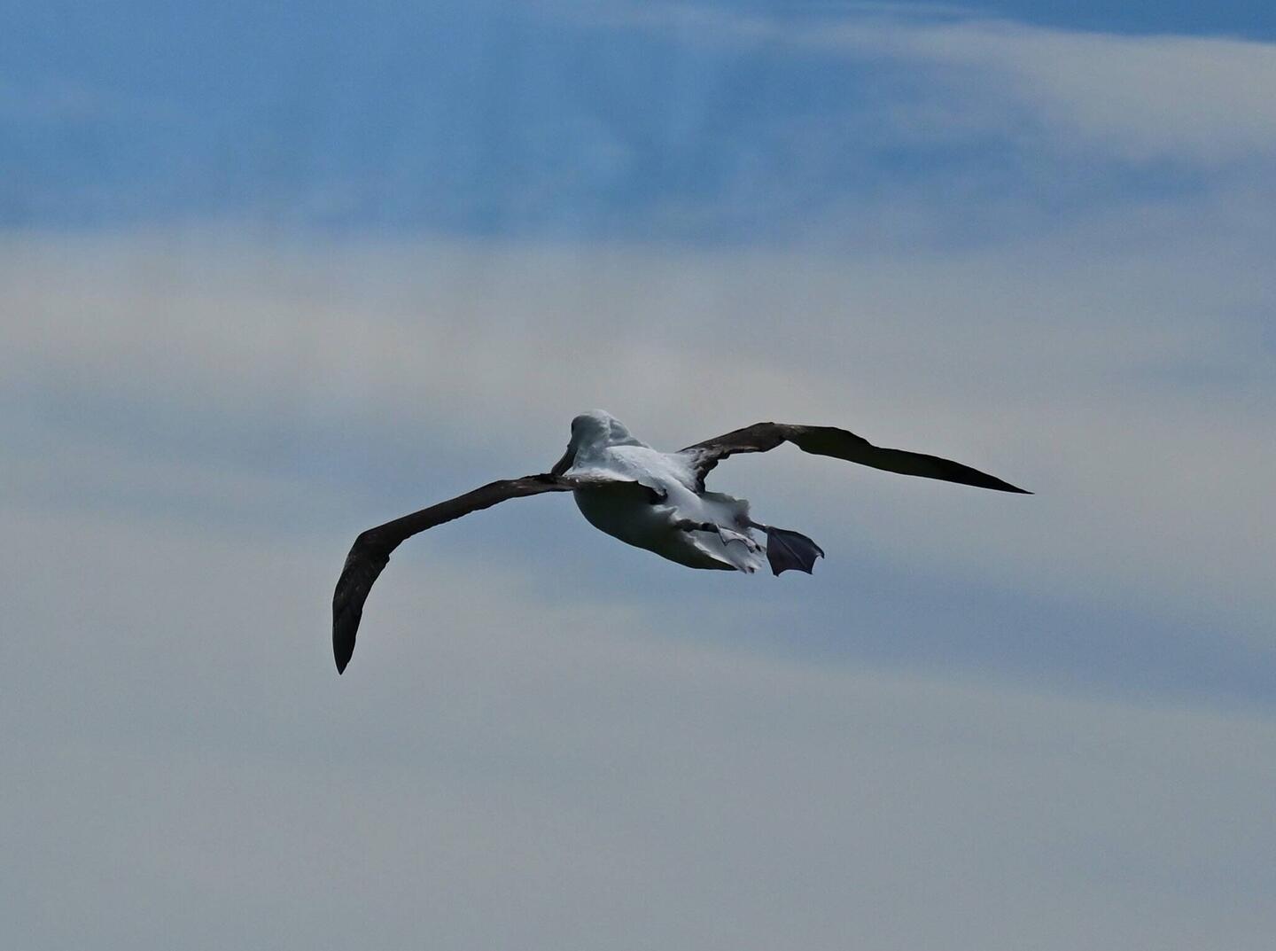 Northern royal albatross